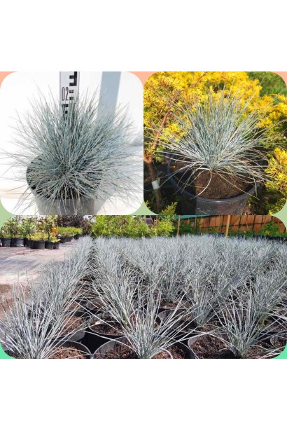 Вівсяниця блакитна / сиза - 3л/вис.20-25см/Ø20-25см